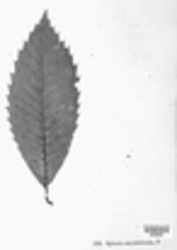 Sphaeria maculaeformis image